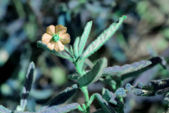 Seringia corollata