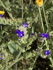 Anchusa officinalis