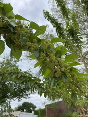 Maclura