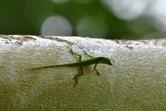 Anolis chloris