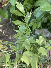 Levisticum officinale