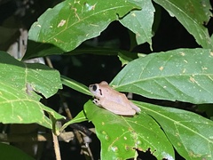 Pristimantis reichlei