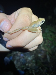 Pristimantis reichlei