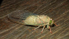 Carineta rufescens