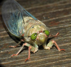 Carineta rufescens
