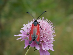 Zygaena erythrus