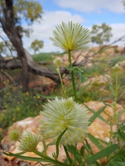 Ptilotus xerophilus