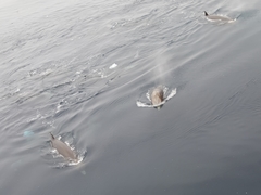 Hyperoodon ampullatus