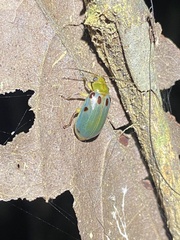 Exora obsoleta