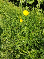 Ranunculus acris