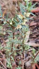 Melichrus urceolatus