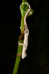 Anolis triumphalis