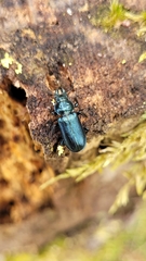 Platycerus caprea
