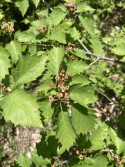 Crataegus flabellata