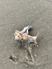 Sinistrofulgur pulleyi