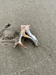 Sinistrofulgur pulleyi