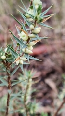 Melichrus urceolatus