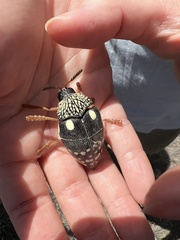 Sternocera castanea boucardii