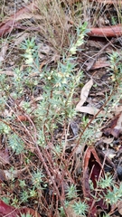 Melichrus urceolatus