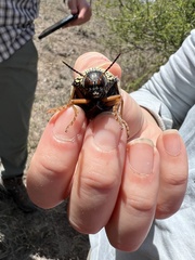 Sternocera castanea boucardii