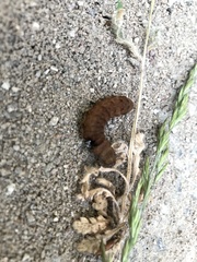 Noctua fimbriata
