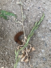 Noctua fimbriata