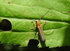Oberea tripunctata