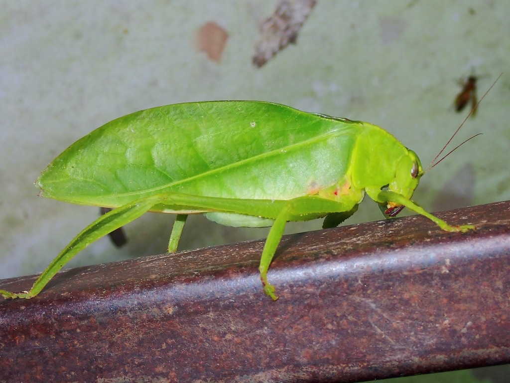 Xantia borneensis from Sabah, Malaysia on May 23, 2022 at 11:49 PM by ...