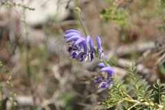 Salvia indica