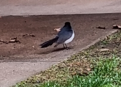 Rhipidura leucophrys