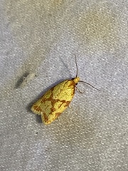 Sparganothis sulfureana