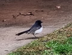 Rhipidura leucophrys