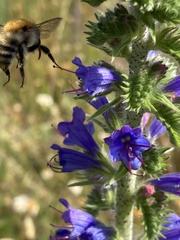 Echium vulgare