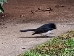 Rhipidura leucophrys