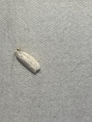 Antaeotricha albulella