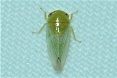 Batracomorphus allionii