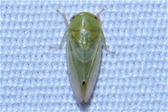 Batracomorphus allionii