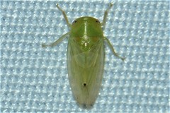 Batracomorphus allionii
