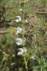 Salvia microstegia