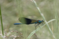 Calopteryx splendens