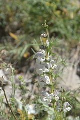 Salvia microstegia