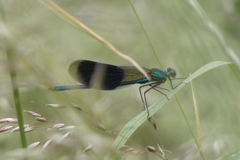 Calopteryx splendens