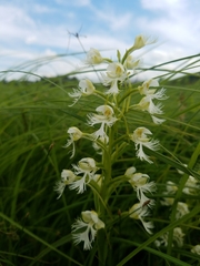 Platanthera leucophaea