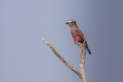 Coracias naevius mosambicus