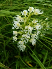 Platanthera leucophaea