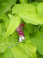 Leycesteria