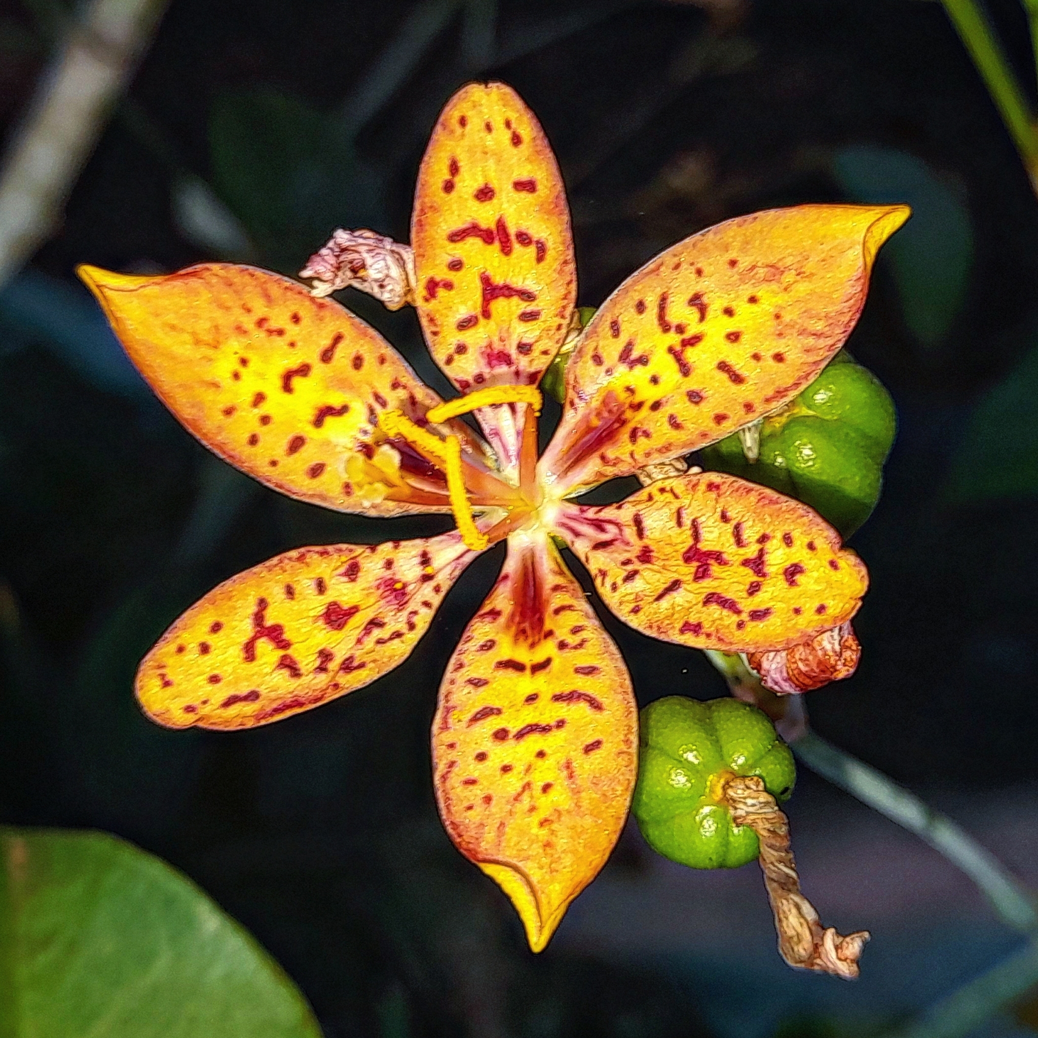 Iris domestica