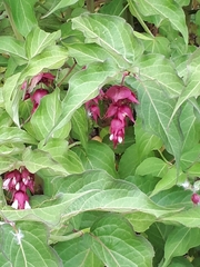 Leycesteria