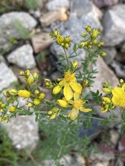 Hypericum perforatum