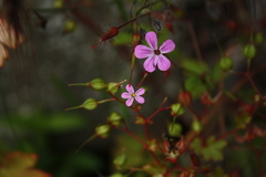 Geranium robertianum